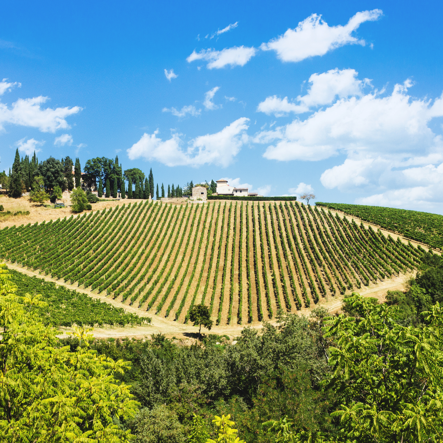 Explore the Marvelous Chianti Wine Region: A Half Day Trip from Florence with 2 Wine Tasting